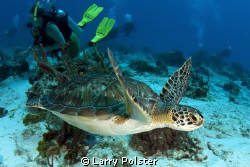 Green turtle with divers, Cozumel. by Larry Polster 